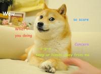<a href="http://shibe-doge.tumblr.com/post/56458836270/wary-shibe">source</a>