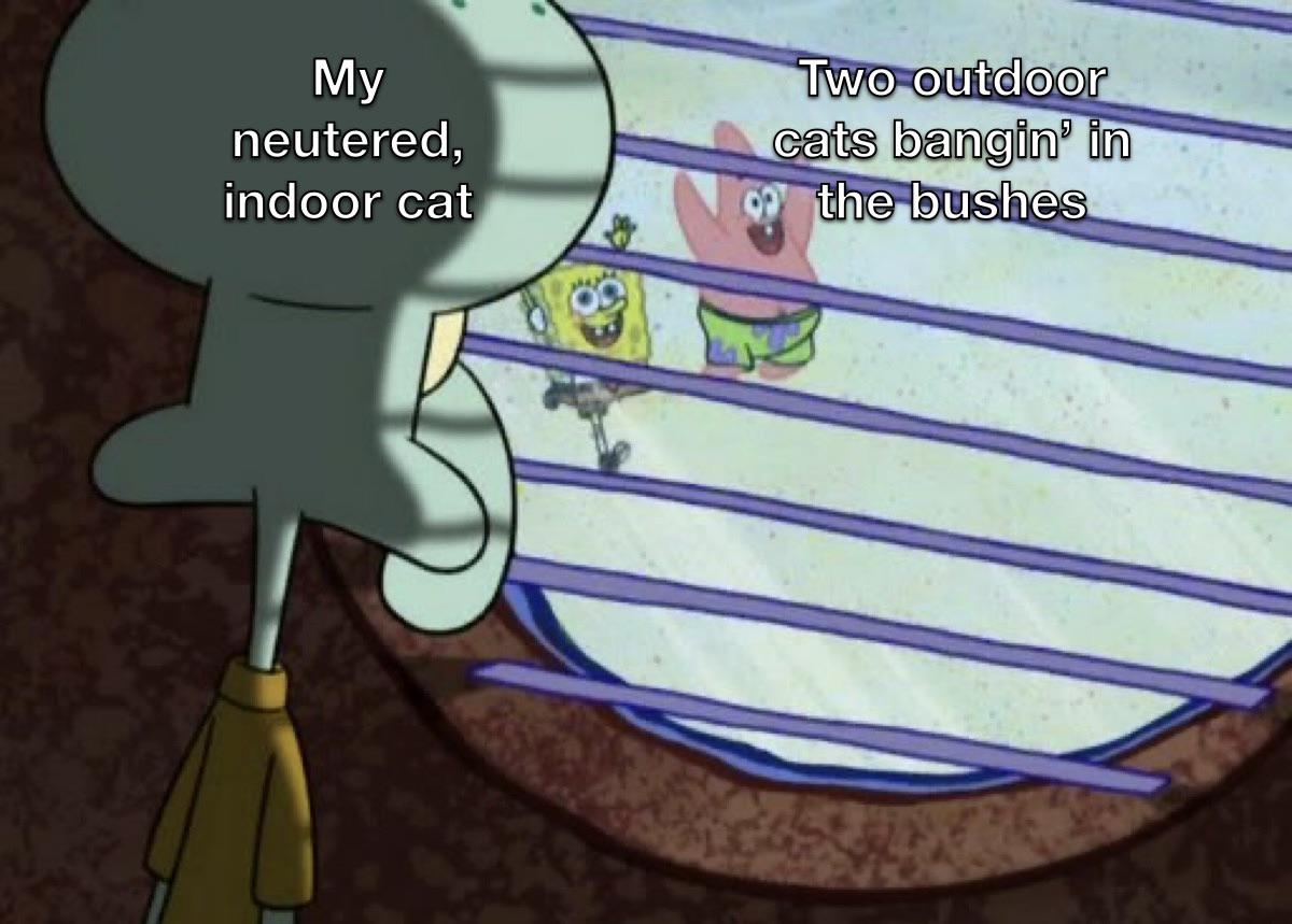 My neutered, indoor cat Two outdoor cats bangin' in the bushes