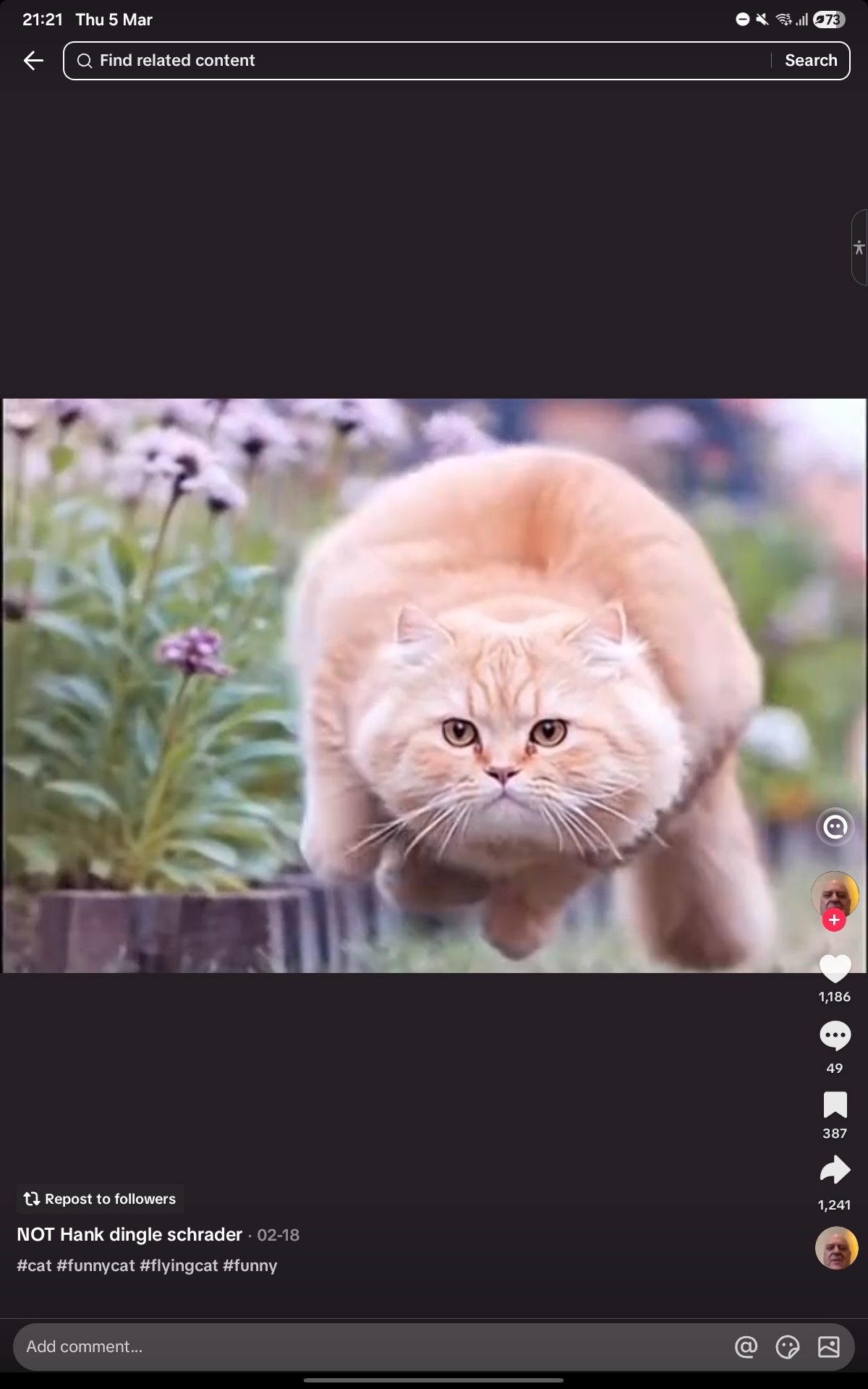 Flying cat