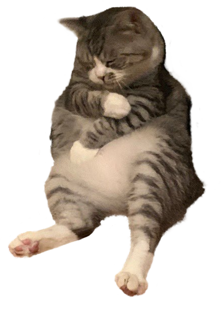 Tired Cat