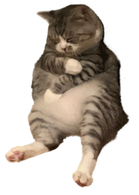 Tired Cat