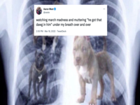 dog x ray he got that dog in him meme